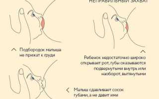Укропная вода для новорожденных от коликов. Правила приготовления и применения, как давать при грудном вскармливании